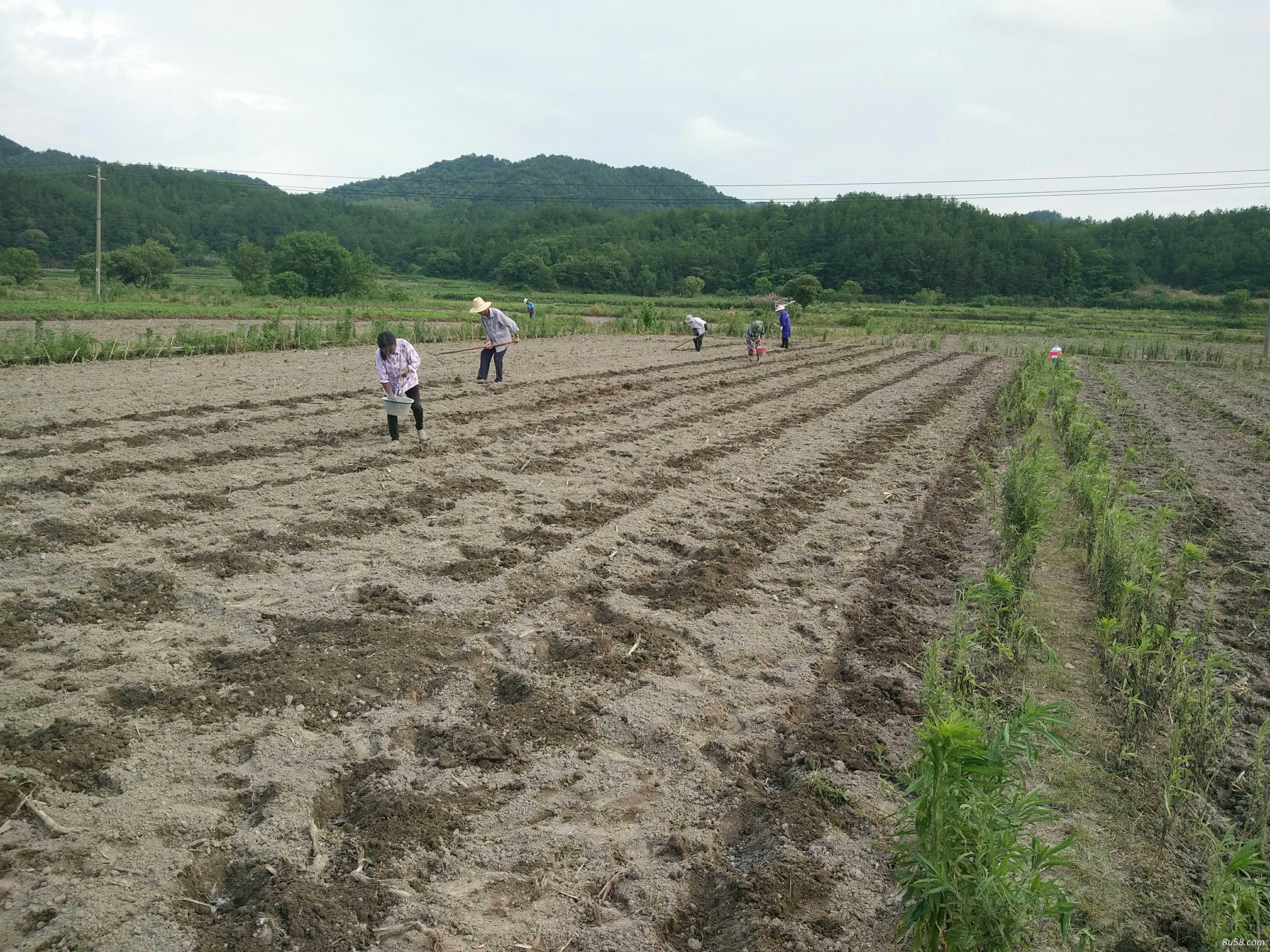 庐山市平兴农作物种植专业合作社