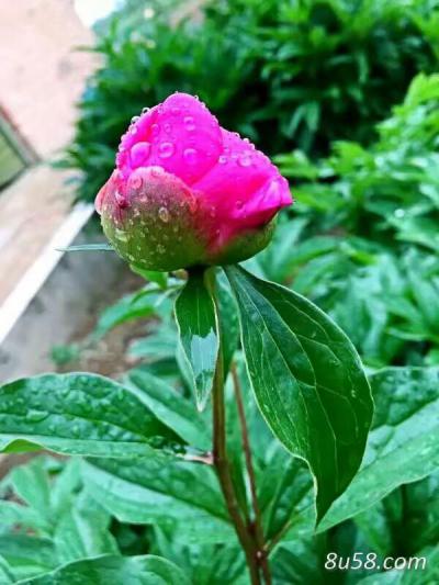 小晨药材种植合作社