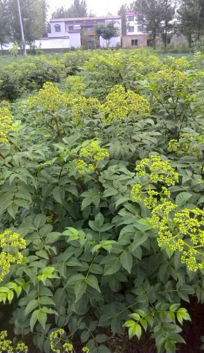 中花吴茱萸种植