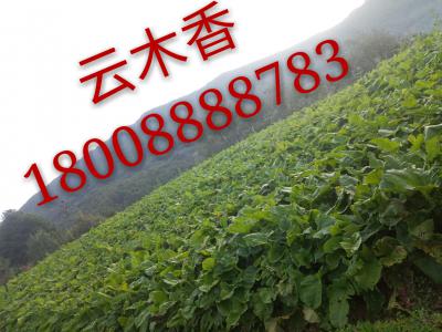 杨海涛