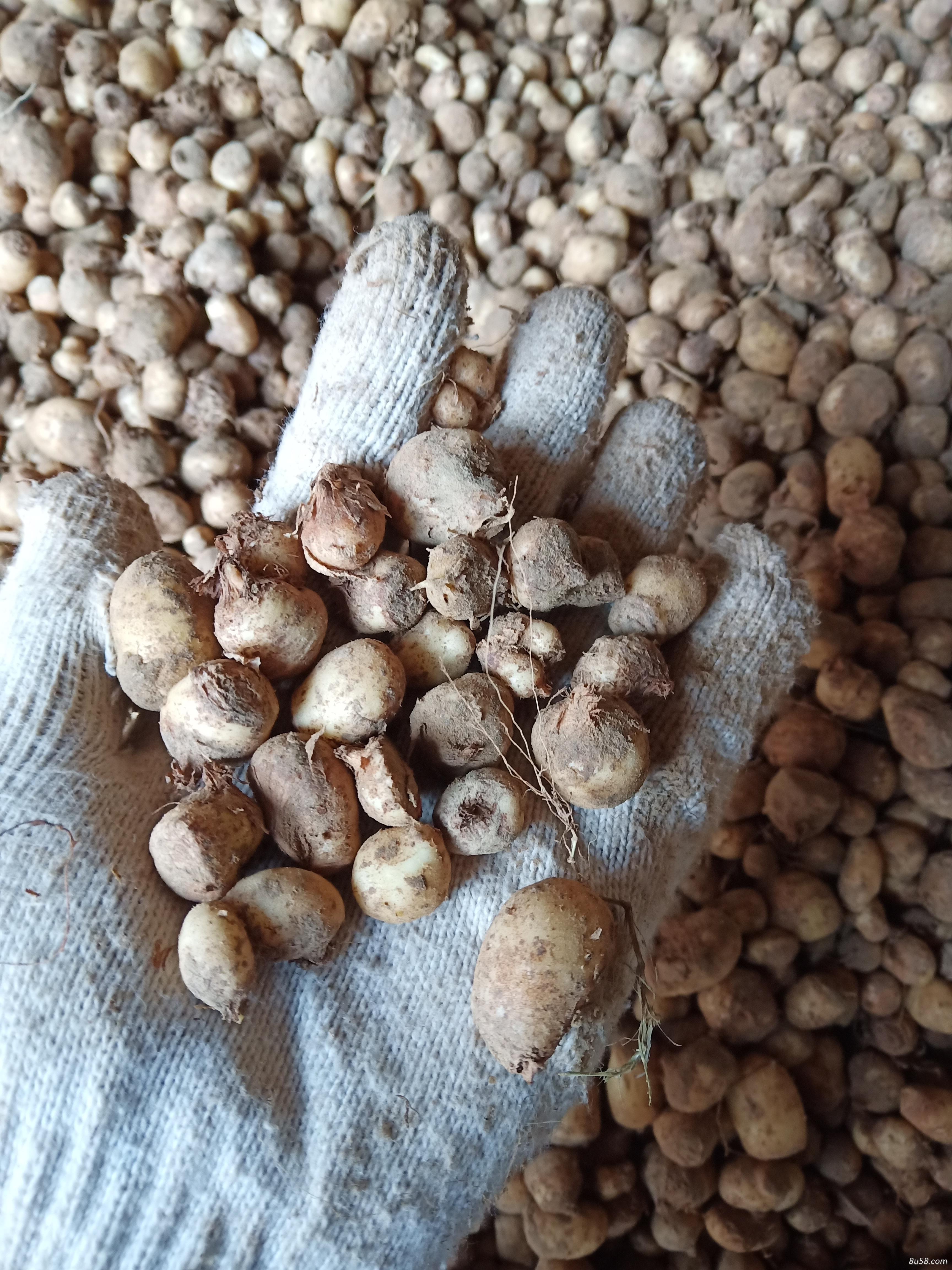 庆超中药材种植专业合作社