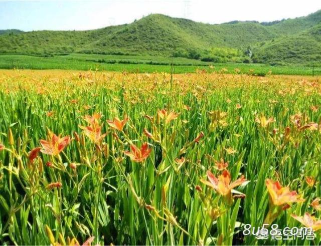 亳州中药材种植收购