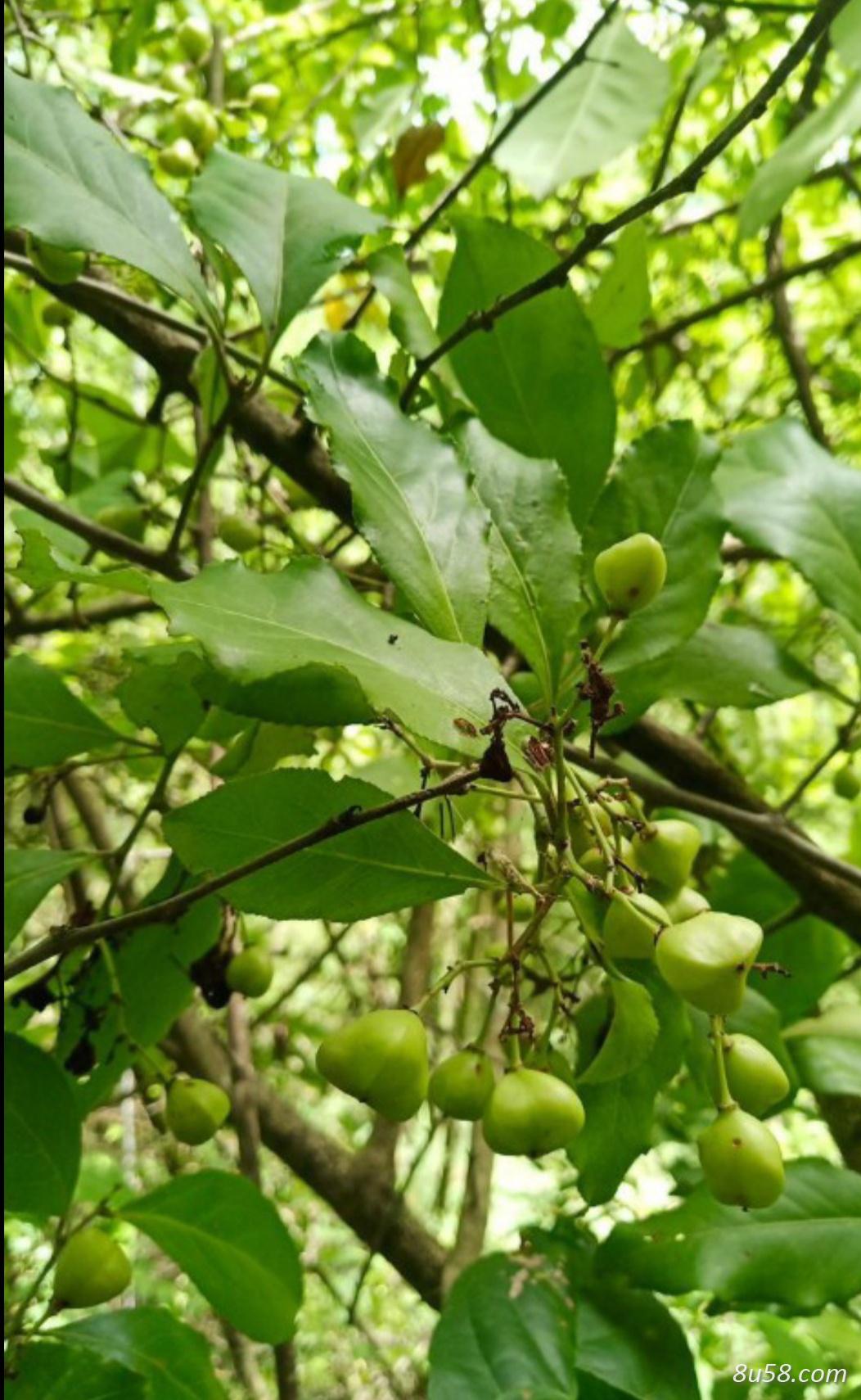 鲁经理
