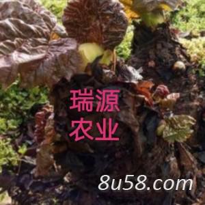 利川市瑞源药业