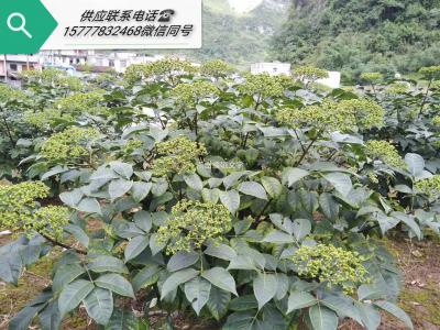 吴茱萸大量供应