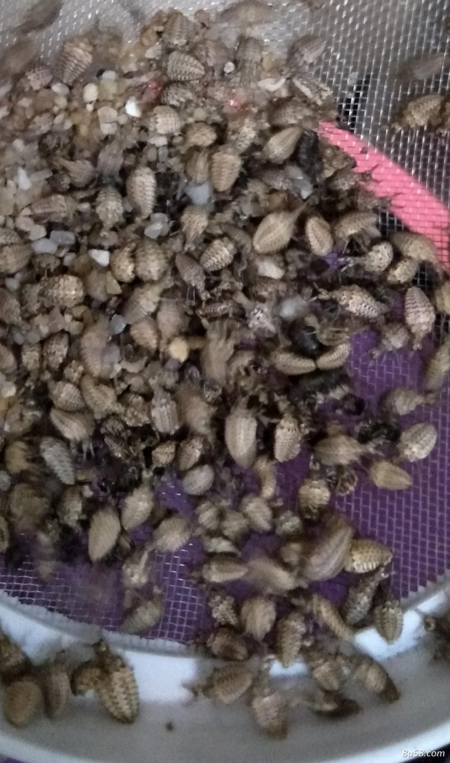 中药材金沙牛
