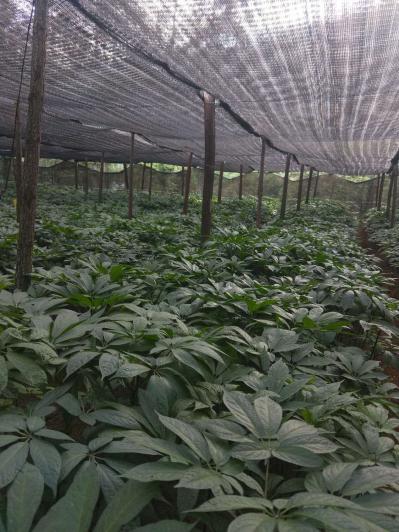 三七种植销售