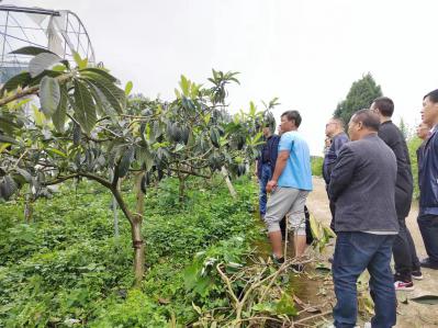 开阳县南江乡醉美水果种植农民专业合作社
