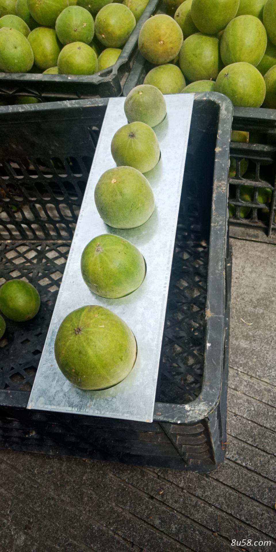 蒋先生
