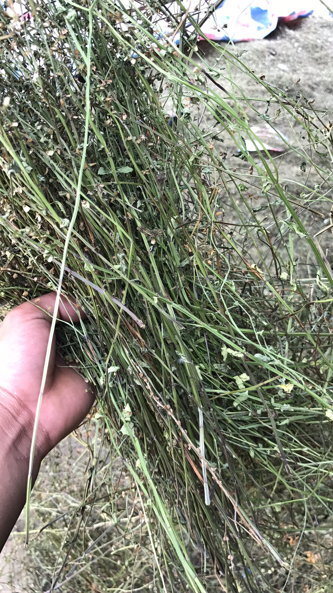 半枝莲统货，精选、饮片，全棵