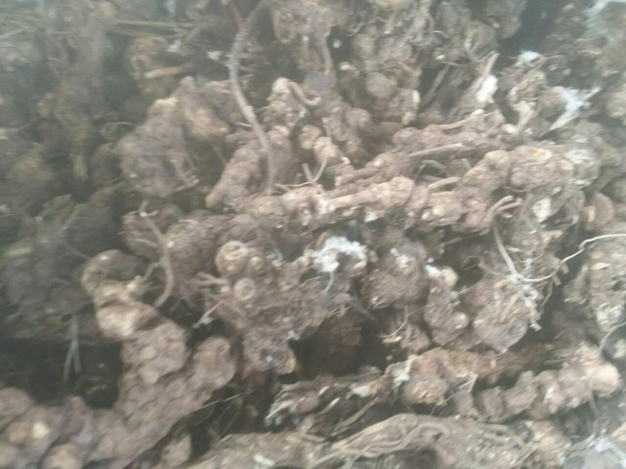 出售苍术5吨