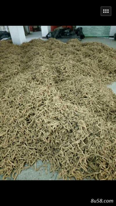 玉竹13吨