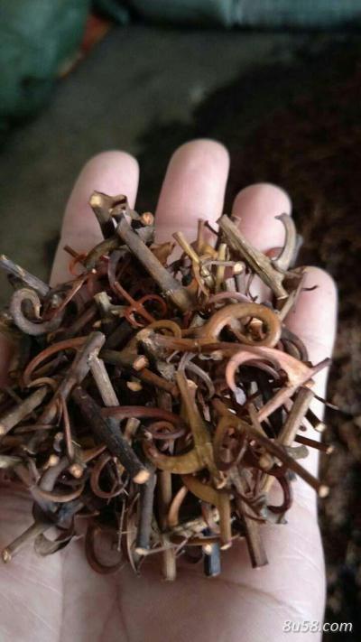 诚心找钩藤收购合作商，可大量供应优质钩藤