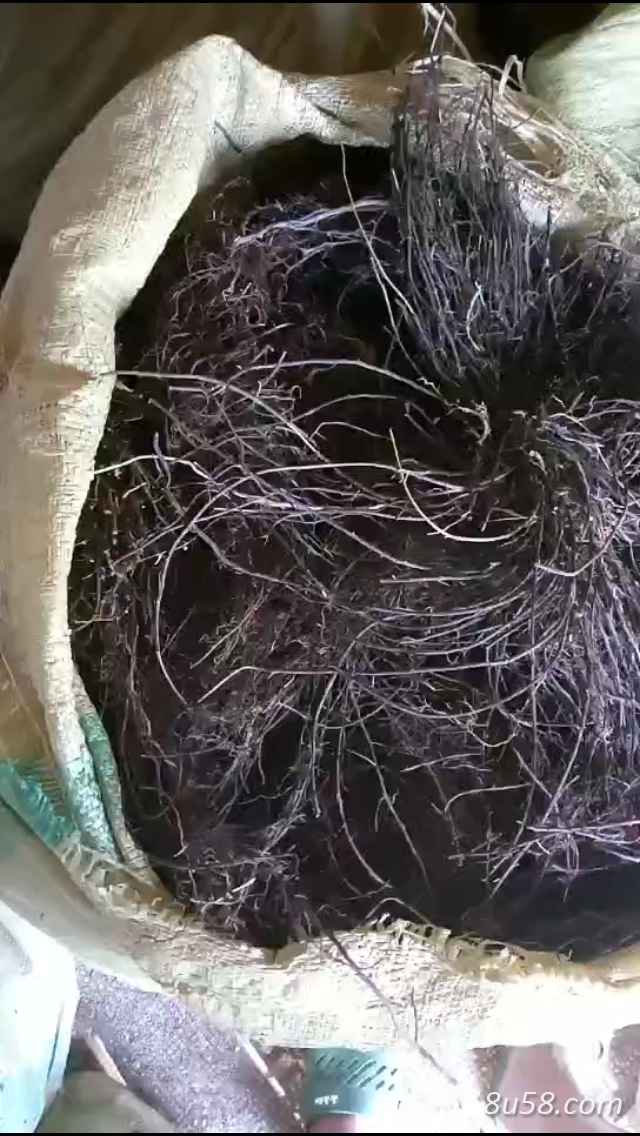 威灵仙