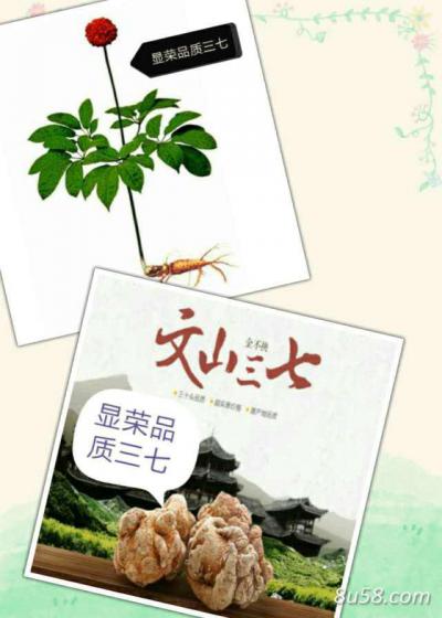 文山三七30头