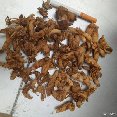 紫花三叉白及