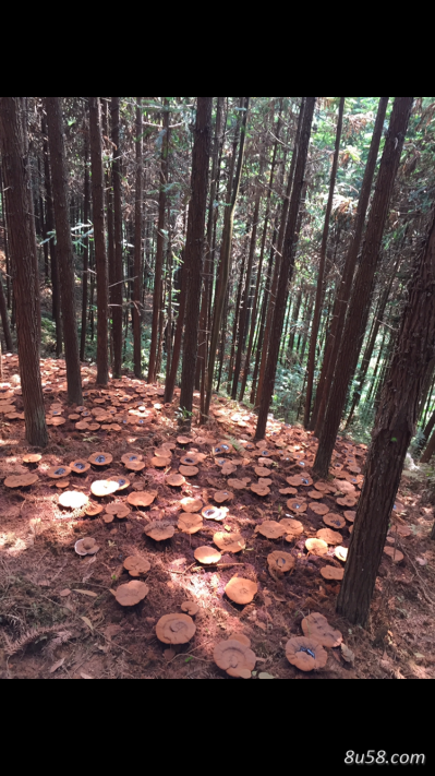 野生灵芝