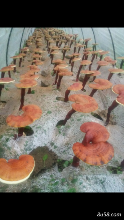 灵芝粉/灵芝菇
