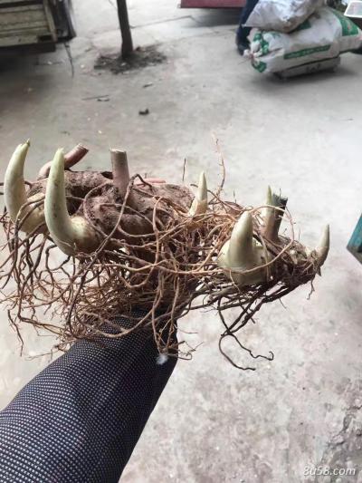黄精