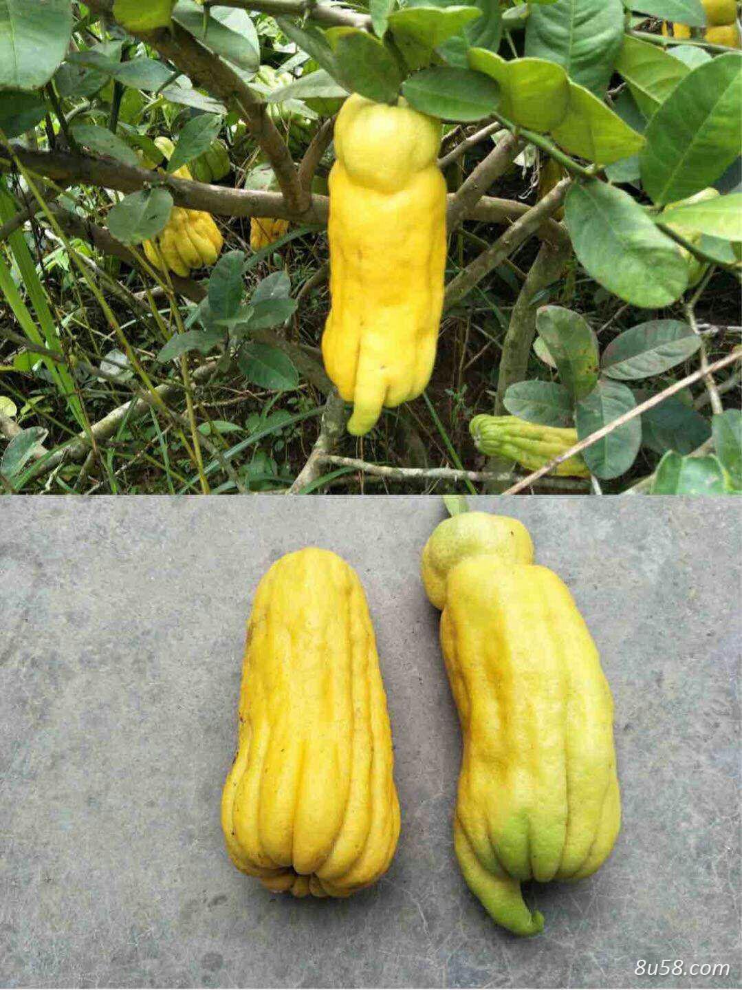 出售生佛手