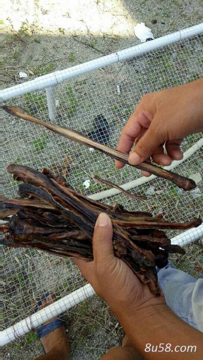 出售野生大地龙干