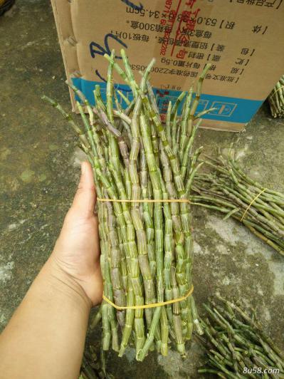 云南铁皮石斛鲜条