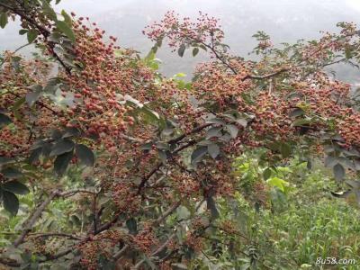 优质大红袍，自家山上产新鲜大量花椒！欢迎订购