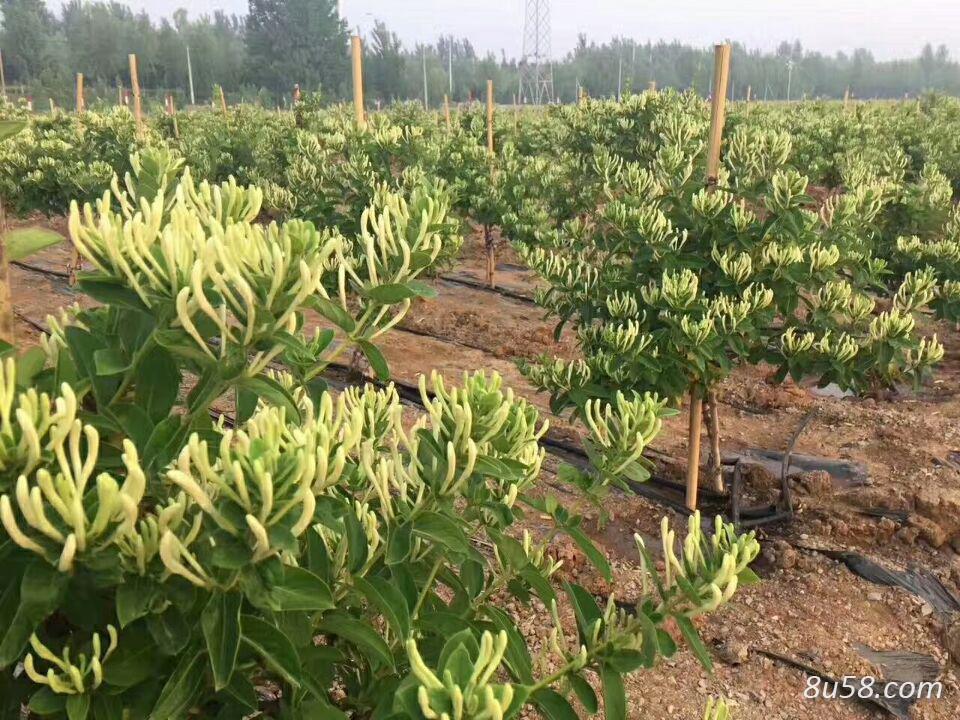 金银花种苗，新品种北花一号15天不开放种苗，四季花苗一年苗二年苗