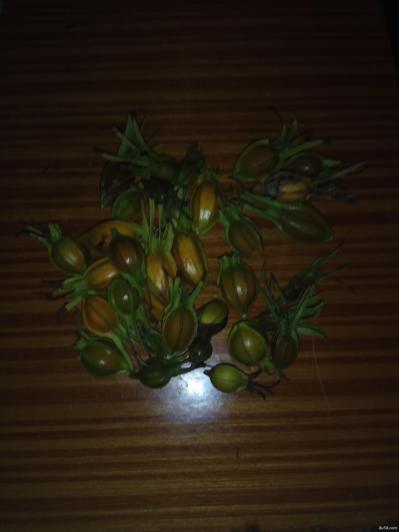 黄栀子