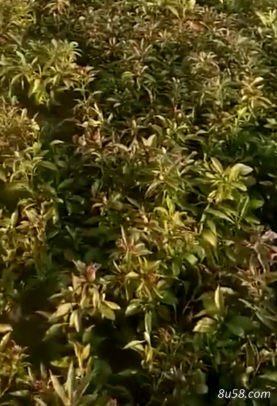 白术今年新产