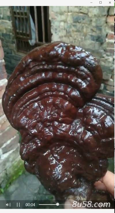 野生灵芝