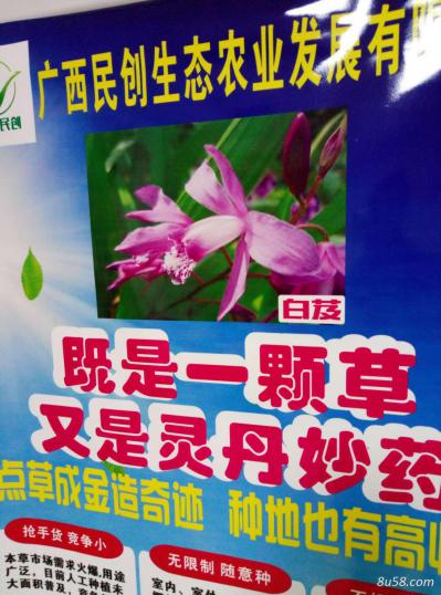 白芨种苗以及成品收购