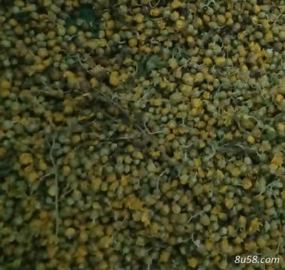 精选纯颗粒早期信阳山野菊花