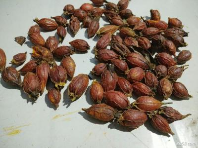 栀子干果出售