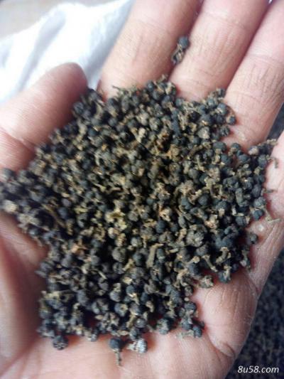 中花吴茱萸出售