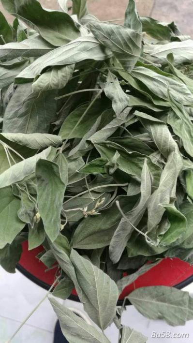 木豆 三叶豆 观音豆 树豆  榕树豆木豆叶，股骨头坏死首选 基地直供 批发零售，可订单种植