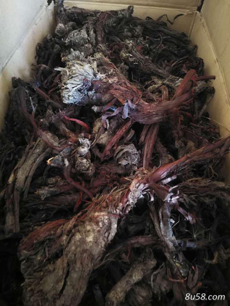 供应软紫草