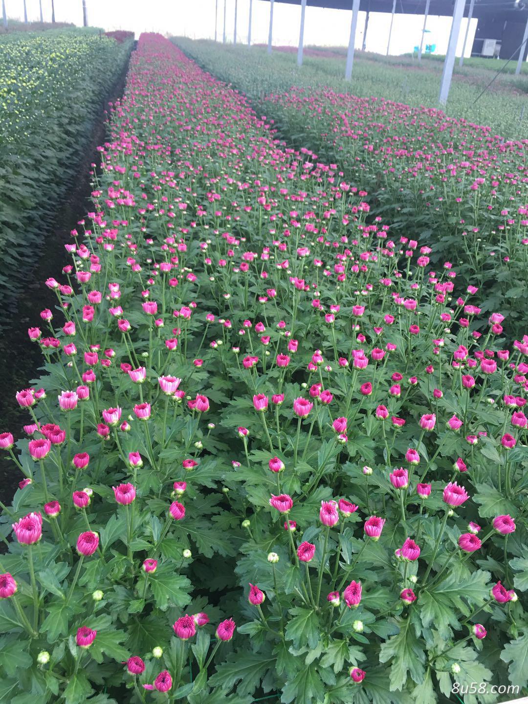菊花种苗 杭白菊 金丝皇菊 菊花种苗 杭白菊 金丝皇菊