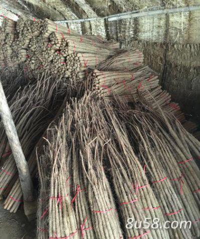 供应：大量供应正宗铁棍山药，九斤黄山药，物美价廉