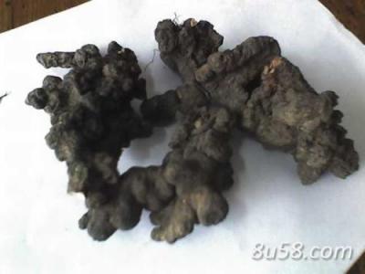 猪苓 野生，加自己种植
