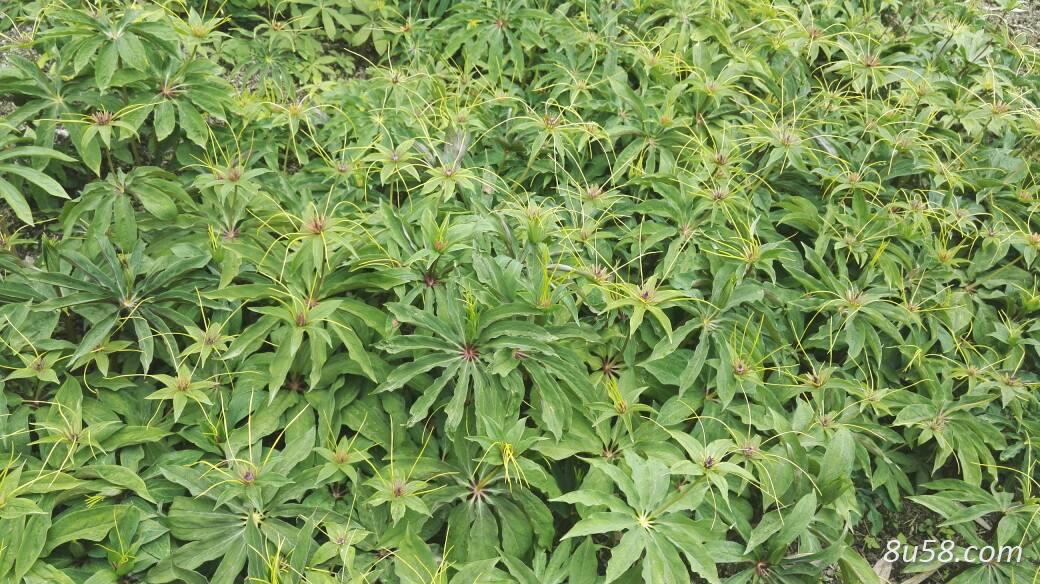 重楼出售 全干货，库存一千公斤