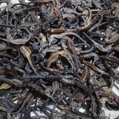 常年批发野生三班海马