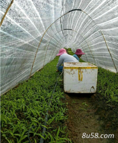 云南省保山市隆阳区紫花三叉大白芨驯化种苗7000万大量上市，质优价廉