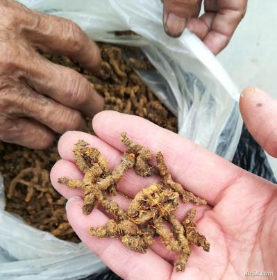 野生黄连 干货黄连 新鲜黄连 硒都黄连 优质黄连 自然生长纯天然