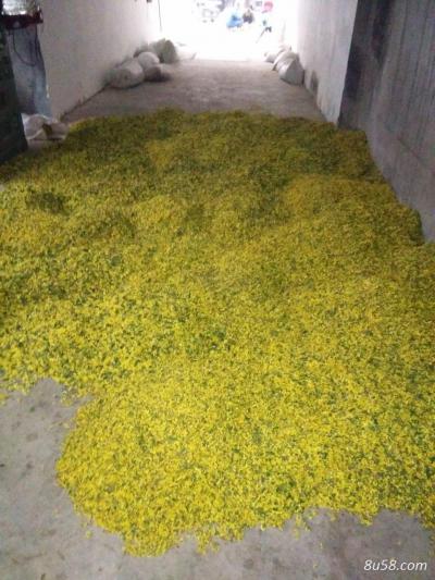 纯野生野菊花 库存三万斤