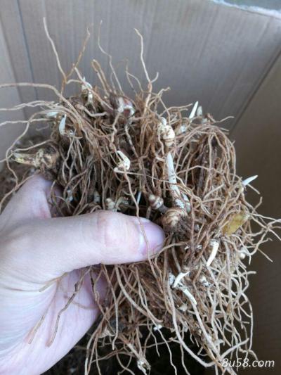 高杆滇重楼苗，可挑选苗烟头大小及以上。基地有一百多万株株。