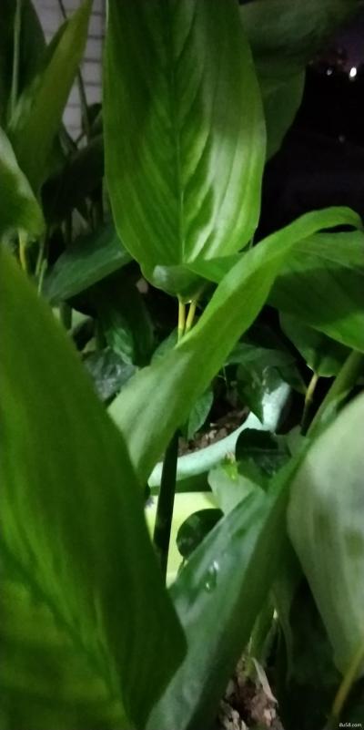 我有大量玉竹求收购