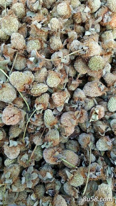 安吉高山覆盆子大量出售