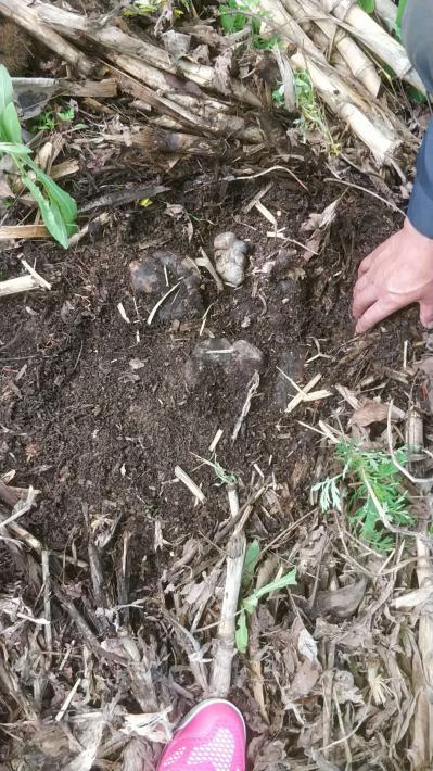 猪苓农家种植非野生