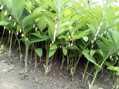 三年生鲜玉竹质量佳量大优惠
